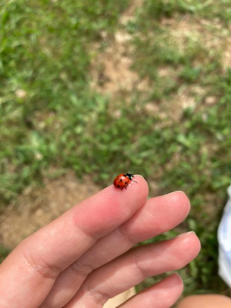 Ladybug On Hand, Tattoo Ladybug, Ladybug Images, Ladybug On Flower, Ladybug Photography, Bug Aesthetic, Ladybug Animal, Blue Ladybug, Ladybug Drawing