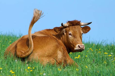 4,206 Cow Tail Stock Photos, Pictures & Royalty-Free Images - iStock Cow Reference Photos, Cows Running, Cow Reference, Cow Tail, Animals Reference, Cow Photography, Cow Pose, Barn Animals, Fluffy Cows