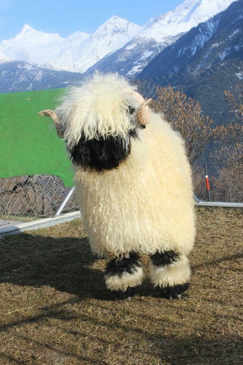 Valias Black Nose Sheep, Black Nose Sheep, Valais Sheep, Natural Lawn, Blacknose Sheep, Sheep Cute, Valais Blacknose, Valais Blacknose Sheep, Fluffy Sheep