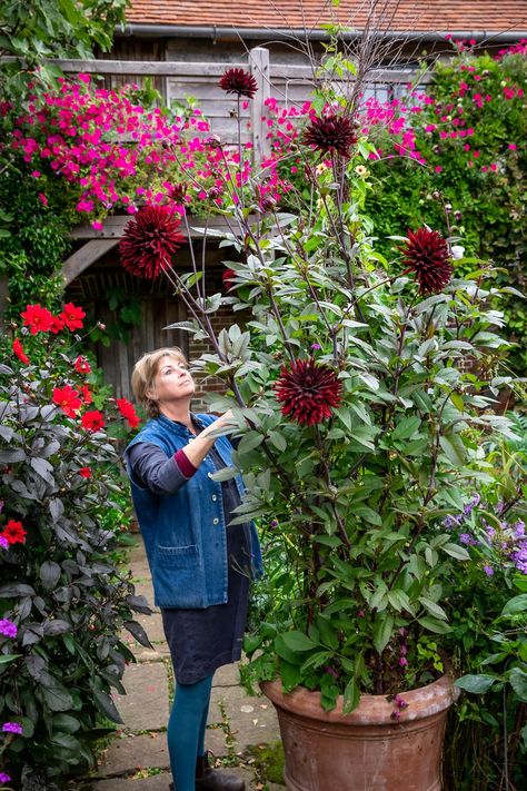 Growing dahlias with Sarah Raven — Thyme Epic Gardening, Fall Vegetable Garden, Fall Cut Flower Garden, Allotment Flowers, Cottage Garden Allotment, Dahlia Cottage Garden, Dahlia Tuber Planting, Planting Dahlias, Growing Cut Flowers