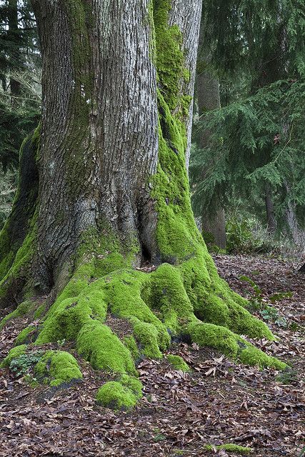 Mossy Tree Trunk in Washington Park Arboretum Moss On Tree, Tree Trunk Aesthetic, Tree Trunk Photography, Huge Trees Forest, Mossy Tree Trunk, Mossy Tree, Fake Trees, Washington Park, Giant Tree