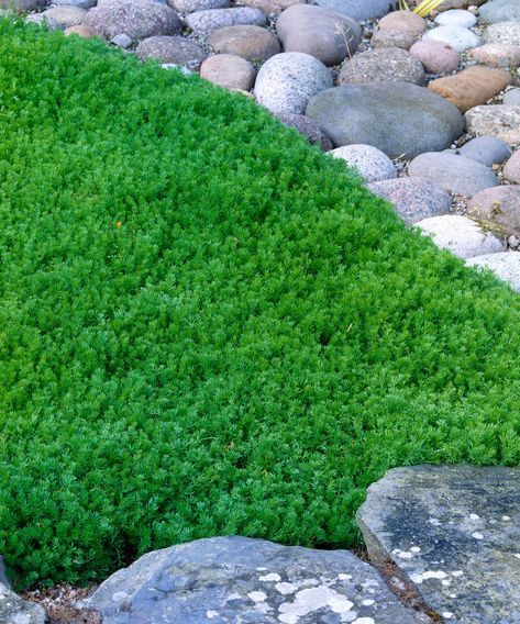 Walkable ground cover plants: 11 path and lawn options | Ground Cover For Vegetable Garden, Clover And Thyme Lawn, Ground Cover To Walk On, Lilyturf Ground Cover, Stepable Ground Cover, Steppable Ground Cover, Ground Cover You Can Walk On, Ground Cover For Wet Areas, Shade Ground Cover Walkable