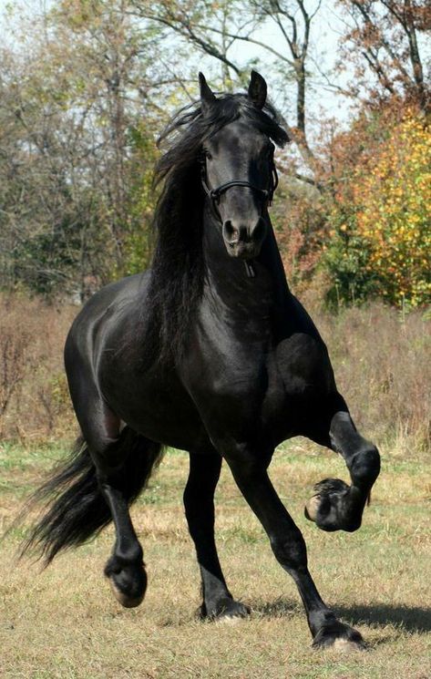 Ahal Teke, Beautiful Horse Pictures, Horse Wallpaper, Black Horses, Most Beautiful Horses, Friesian Horse, Majestic Horse, All The Pretty Horses, Cute Horses