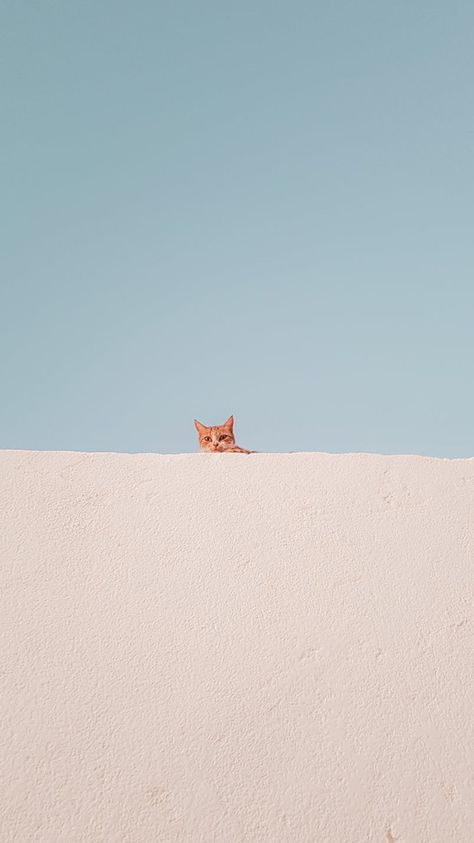 Cat Lockscreen Aesthetic, Cat Lockscreen, Cat Aesthetic Wallpaper, Iphone Wallpaper Cat, Photo Cat, Wallpaper Cat, Top Cat, Cute Cat Wallpaper, Soft Wallpaper