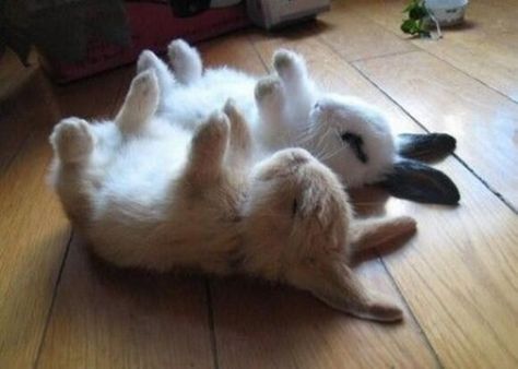 These two who are just the absolute cutest napping partners on this green earth. | 23 Bunnies Nappin' Baby Bunnies, Funny Animal Pictures, Zombie Bunny, Cele Mai Drăguțe Animale, Funny Bunnies, Cute Creatures, Sweet Animals, 귀여운 동물, Cute Bunny