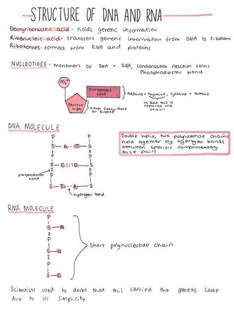 Biology Foundation Notes, A Level Biology Notes Biological Molecules, Biomolecules Notes Biology Class 11, Genetic Engineering Notes, Alevel Biology, Genetics Notes Biology Class 12, Dna And Rna, Bio Notes, Biochemistry Notes