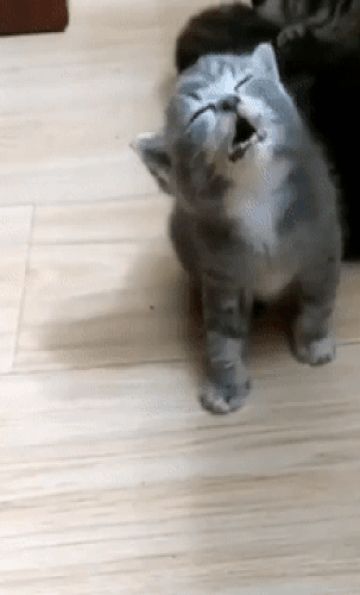 Tired Gif, Good Morning Dog, Sleeping Gif, Morning Cat, Adorable Kittens, Good Morning Gif, Cat Training, Cute Cat Gif, Sleepy Cat