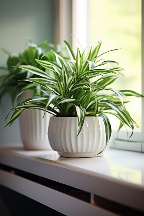 Plants for Low-Light Bathrooms: Selection and Care Tips - Quiet Minimal Plastic Bottle Decor, Houseplant Decor, Houseplants Decor, Popsicle Stick Crafts House, Room Plants, Planting Plants, Houseplants Low Light, Small Balcony Garden, نباتات منزلية