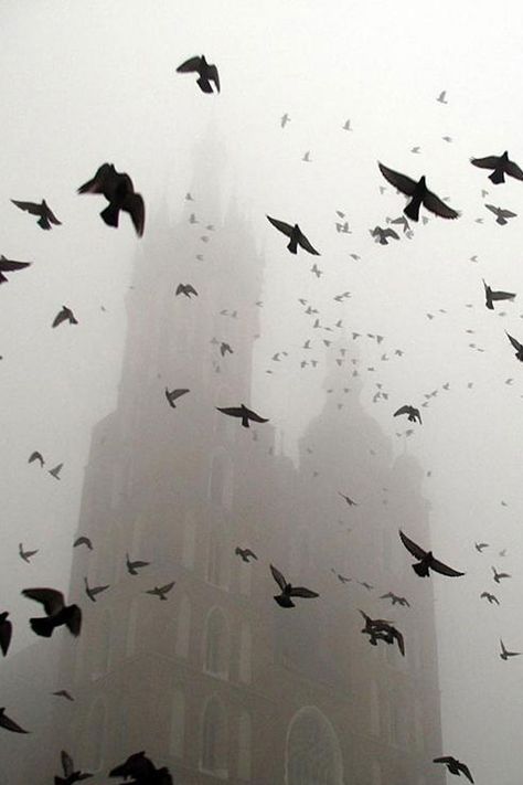 The tolling of the bell and the flight of the raven. Photos Animals, Story Pictures, Foggy Day, Phrase Quotes, Flock Of Birds, Foto Art, Fete Anime, Cloudy Day, Pics Art