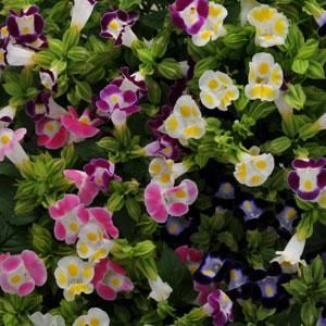 Torenia (Wishbone Flower), 'Kauai' Mix (Swallowtail Garden Seeds: seeds, annual).  Now I wish I hadn't gotten torenia seeds from Burpee--I like this mix better. Torenia Flowers, Wishbone Flower, Patio Planters, Ground Cover Plants, Annual Flowers, Hens And Chicks, Bright Flowers, Ground Cover, Planting Seeds