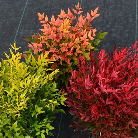 Nandina Lemon Lime, Nandina Landscaping Front Yards, Nandina Plant, Lemon Lime Nandina, Mass Planting, Landscape House, Witchy Garden, Soil Types, Corner Garden