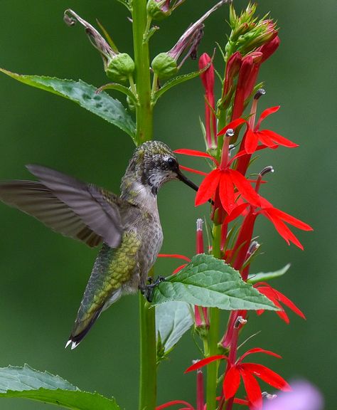 12 Beautiful Plants That Are Easy-to-grow For A Rain Garden Lobelia Cardinalis, Australian Garden Design, Cardinal Flower, Australian Native Garden, Moon Nursery, Dry Garden, Dry Creek, Australian Garden, Coastal Gardens