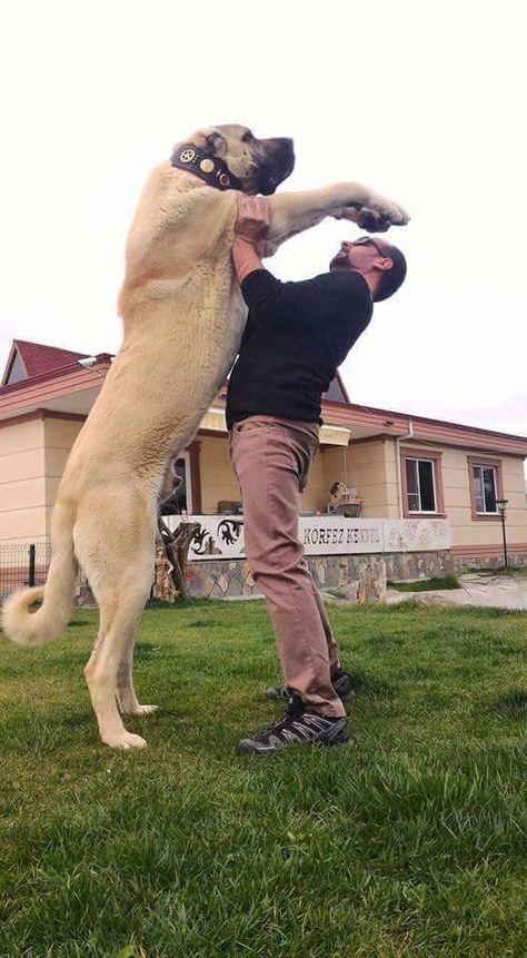 Velcí Psi, Alabai Dog, Kangal Dog, Giant Dog Breeds, Big Dog Breeds, Livestock Guardian Dog, Scary Dogs, Huge Dogs, Giant Dogs