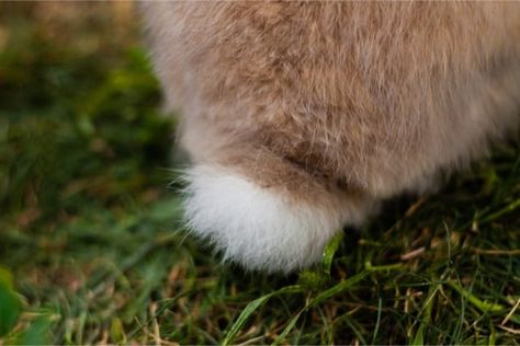 https://www.rabbitcaretips.com/can-a-rabbits-tail-fall-off/  Can rabbit's tails fall off? Rabbit Tail, Pregnant Rabbit, Rabbit Shed, Cat Biting, Wild Rabbit, Rabbit Care, Pet Bunny, Pet Rabbit, Large Animals