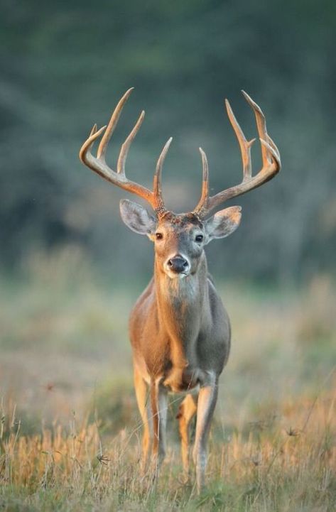 Deer Pics, Whitetail Deer Pictures, Bow Hunting Deer, Whitetail Hunting, Buck Hunting, Deer Photography, Whitetail Deer Hunting, Big Deer, Big Buck