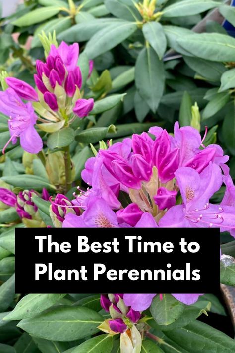 Unleash the beauty of your landscape with our expert guide on the best time to plant perennials. From vibrant blooms to lush foliage, our tips will ensure your garden thrives year after year. Learn about optimal planting seasons, climate considerations, and ideal soil conditions for your favorite perennials. Don't miss out on this essential knowledge for stunning, long-lasting landscapes! Click now for your ultimate perennial planting success! Outdoor Landscape, Problem Solved, Fall Plants, Down To Earth, Landscape Ideas, Outdoor Landscaping, Garden Center, Beautiful Gardens, Potted Plants