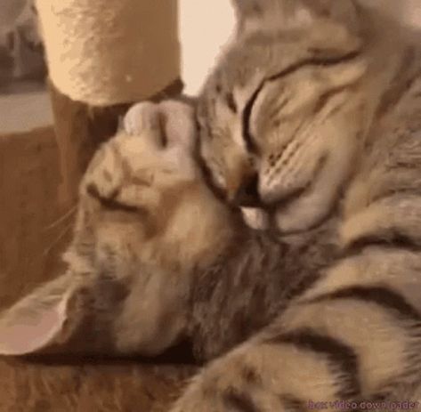 Cat Kitty GIF - Cat Kitty Cats - Discover & Share GIFs Cat Hug Gif, Happy Cat Gif, Cuddling Gif, Calin Gif, Hug Gif, Kitty Kisses, I Love You Gif, Cat Hug, Cat Cuddle