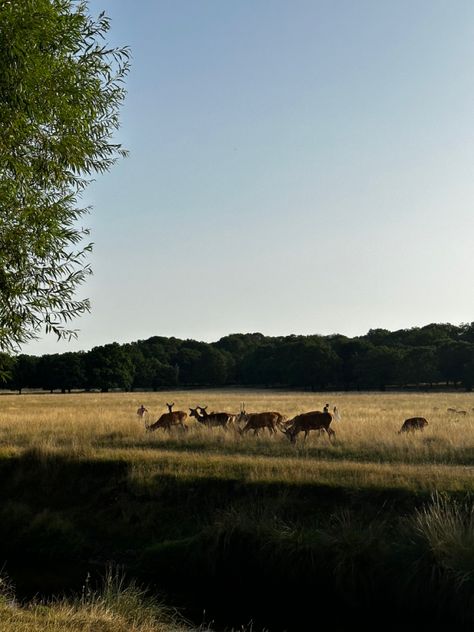 sunset at park deer watching surrey richmond park Richmond Park London Deer, Summer In England, Richmond Park, Central City, East Bay, Salon Design, Local Area, 2024 Vision, Shine Bright