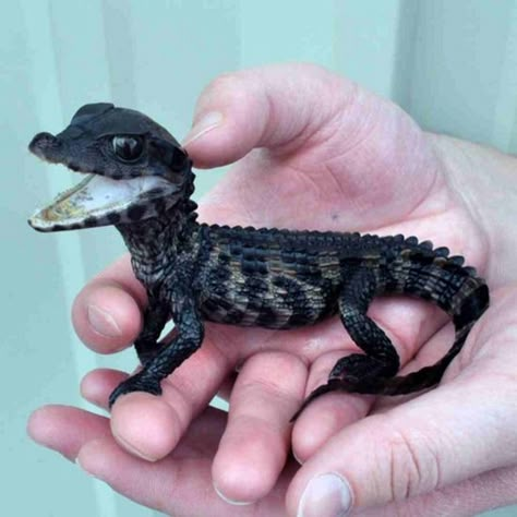 Baby Reptile, Baby Alligator, Cute Lizard, Cute Reptiles, Pretty Animals, Crocodiles, Reptiles And Amphibians, Exotic Pets, Gecko