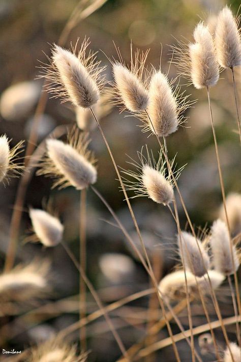 Autumn Sewing, Ornamental Grass, Walt Whitman, Grass Seed, Bunny Tail, Ornamental Grasses, Seed Pods, Veggie Garden, Flower Seeds