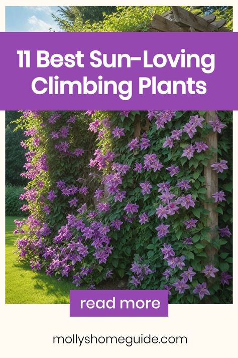 Explore our diverse collection of climbing plants, perfect for adding vertical interest to your garden. From flowering vines to lush green perennials, we have the best selection of climbing plants for full sun. Enhance your outdoor space with these easy-to-grow trellis plants that thrive in sunny conditions. Discover the beauty and versatility of full sun perennial vines that will adorn your garden with stunning blooms throughout the seasons. Flowering Climbing Plants, Outdoor Climbing Plants, Vine Flowers Climbing, Vining Plants Outdoor Trellis, Cascading Plants Outdoor, Climbing Plants Fast Growing, Plants For Full Sun, Climbing Flowering Vines, Best Climbing Plants