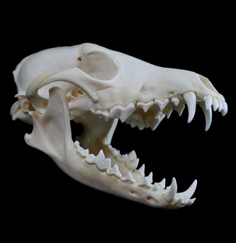 Ethically sourced and grimly intriguing skulls, bones & skeletons Wolf Anatomy, Skull References, Mammals Activities, Animal Skeleton, Coyote Skull, Fox Skull, Dog Skull, Skull Art Tattoo, Flash Ideas