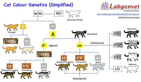 Cat Genetics, Chocolate Cat, Cat Anatomy, Tonkinese, Cat Colors, Cat Drawing, Basic Colors, Cute Animals, Google Search