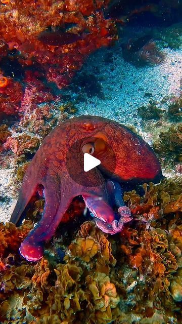 Andrii Slonchak | Incredible octopus 🐙  Filmed at Palm Beach Reef with @gcdiveadventures .  Do you know that octopuses have three hearts and blue blood.... | Instagram Animals Underwater, Diving Videos, Diving Scuba, Underwater Video, Scuba Gear, Three Hearts, Blue Bloods, Ocean Lover, Queensland Australia