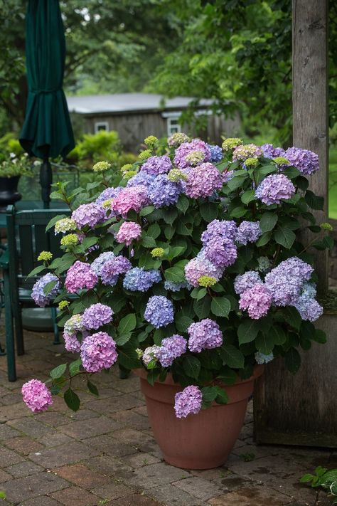 Smith And Hawkins Garden, Clematis In Containers, Container Garden Design Layout, Chicken Yard, Planter Plants, Gardening Containers, Porch Flowers, Brick Patio, Growing Hydrangeas