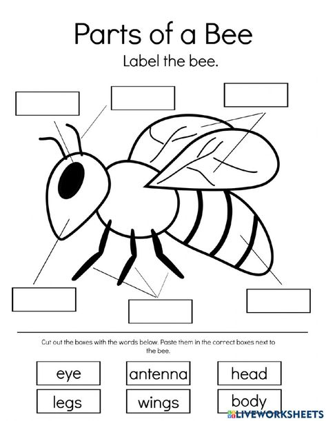 Bee Homeschool Activities, Parts Of A Bee Preschool, All About Bees For Kids, Bee Crafts For Kindergarten, Bee Worksheet Preschool, Bee Activities Kindergarten, Parts Of A Bee Free Printable, Life Cycle Of A Bee Free Printable, Bees Activities For Kids