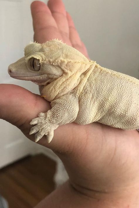 Owning a fat crested gecko isn't a good thing. You need to let your crestie get a lot of exercise or it will die from obesity. Baby Reptile, Fat Animals, Cute Gecko, Bearded Dragon Cute, Pet Lizards, Cute Lizard, Cute Reptiles, Crested Gecko, Reptiles Pet