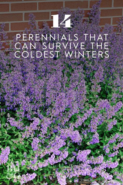 Canadian Landscaping Ideas, High Flower Beds, Hardy Perennials Full Sun, Cold Tolerant Plants, Zone 2 Perennials, Low Maintence Landscaping Ideas, Cold Climate Landscaping, Frost Resistant Plants, Plants That Survive Winter