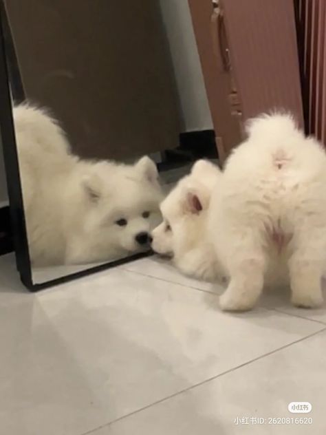 Samoyed Aesthetic Puppy, Samoyed Dogs Aesthetic, Samoyed Dogs Cute, Aesthetic Samoyed, Samoyed Aesthetic, Cute Samoyed Puppy, Cute Dog Aesthetic, Cute Samoyed, Samoyed Puppies