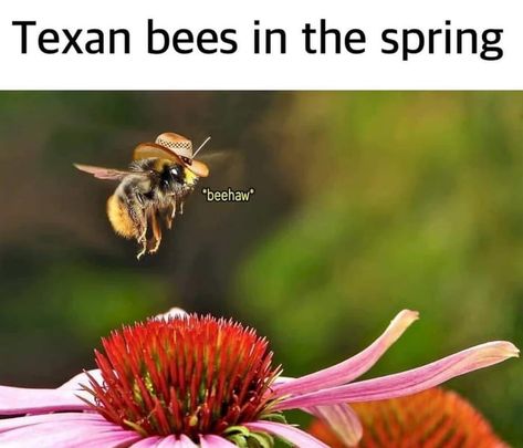 Texas Meme, Bee Meme, Texas Humor, Bad Humor, Mini Arcade, Pretty Meme, Memes Humor, Life Memes, Big Deal