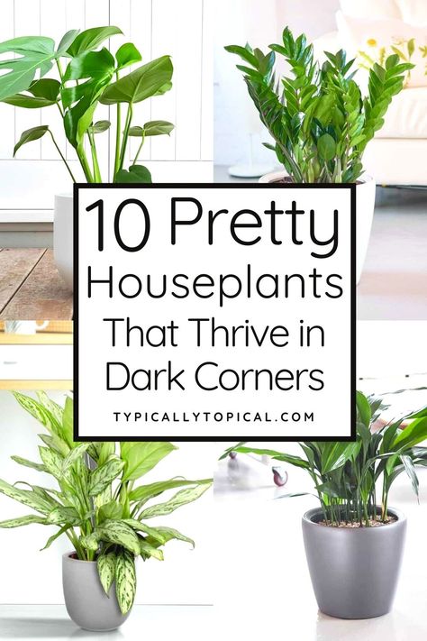 Finding low light houseplants can be tricky. Luckily, these 10 gorgeous indoor plants thrive in dark corners and low light living rooms, bedrooms and any other shaded area of your home. These are houseplants that need very little sunlight to thrive. House Plants For Living Room, Low Light Houseplants Indoor Plants, Tall Floor Plants Indoor, Where To Put House Plants, Healing Indoor Plants, House Indoor Plants, Different House Plants, Living Room Decor Plants Interior Design, Indoor Plants That Need No Sunlight