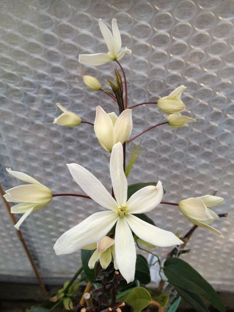 Clematis armandii Snowdrift - Taylors Clematis Snowdrift Clematis, Evergreen Clematis, Almond Scent, Clematis Armandii, Clematis Plants, Laurel Leaves, Winter Beauty, Clematis, Outdoor Space