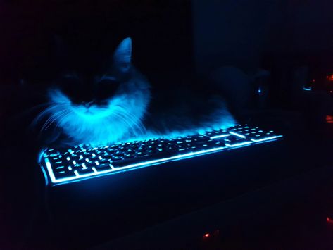 Cat Banner Discord, Cat Keyboard, Cat Banner, Monochrome Makeup Look, Banner Discord, Cat Info, Discord Banner, Blue Banner, Blue Pin