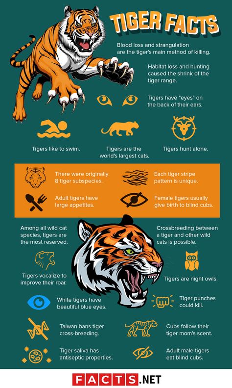 Tiger School Project Ideas, Animal Infographic Design, Tiger Infographic, Sabertooth Tiger Art, Tiger Facts For Kids, Tiger Therian, Types Of Tigers, Animal Fact File, Animal Facts Interesting