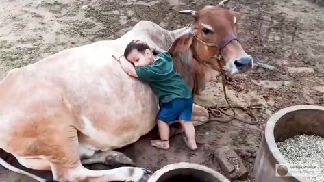 Meera Jhogasundram on Twitter: "They understand the language of love They care for the innocent & vulnerable They certainly don't deserve to be served as a meal! Love animals 🙏 🐄 🐄 via @VertigoWarrior #cow #nature #AnimalWelfare #Vegan #govegan #AnimalCruelty #animalrights 🐄 https://t.co/Rkr97MbCis" Bridal Dresses Pakistan, Youtube Kids, Wildlife Nature, Animal Rights, Animal Welfare, Nature Animals, Nature Art, Bridal Dresses, Pakistan