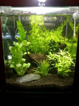 Aquarium Design Ideas, Bettafish Aquarium, Fish Inspiration, Fish Tank Themes, Fish Tank Terrarium, Small Fish Tanks, Cool Fish Tanks, Diy Fish Tank, Fish Tank Design