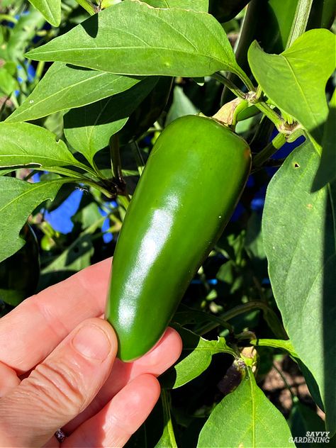 When To Pick Jalapeno Peppers, How To Plant Jalapenos Seeds, How To Save Jalapeno Seeds, Harvesting Peppers, Holes In Pepper Plant Leaves, Harvesting Jalapeno Peppers, Jalapeno Plant, Fresno Peppers, Green Jalapeno