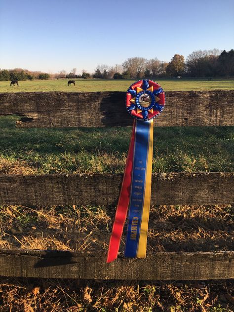 English Riding Aesthetic, Horse Ribbons Display Ideas, Horse Ribbon Display, Riding Aesthetic, Horse Show Ribbons, Horse Ribbons, English Saddles, Cow Photography, Show Horse