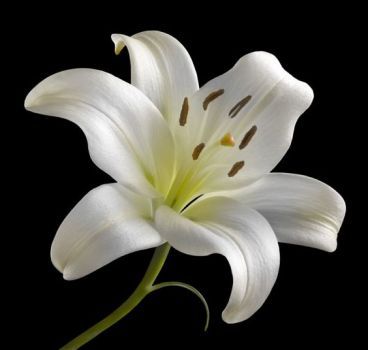 White Lily by Barry Seidman (81 pieces) White Lily Flower, White Lilly, Lilly Flower, White Lily, White Lilies, Lily Flower, Exotic Flowers, Flowers Nature, Flower Photos