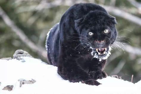 Grrrrrrrrr Angry Big Cat, Angry Panther, Animals Dangerous, Aggressive Animals, Angry Animals, Panther Black, Black Jaguar, Dangerous Animals, Black Panthers