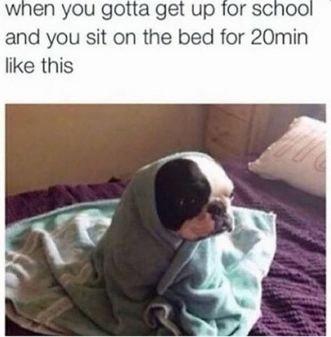 26 Things Everyone Can Relate To - Funny Gallery Funny Animal Jokes, Memes Humor, Funny Relatable Quotes, Teenager Posts, Really Funny Memes, Funny Tweets, A Blanket, Animal Memes, Funny Laugh