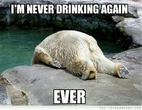 I'm never drinking again ever Hate Mondays, Zootopia, Funny Animal Pictures, Animal Photo, 귀여운 동물, Animal Kingdom, Polar Bear, Animals Wild, Animal Pictures