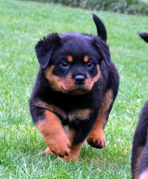 German Rottweiler Puppies, Rottweiler Dogs, Rottweiler Breed, Rottweiler Love, Rottweiler Lovers, Super Cute Puppies, Cute Animals Puppies, Doberman Dogs, Very Cute Dogs