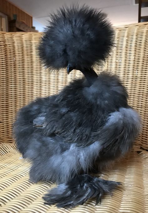 Crazy Hair Chickens, Turken Chickens, Silkies Chickens, Silky Chickens, Chicken Species, Silky Chicken, Fluffy Chickens, Fancy Birds, Big Chicken