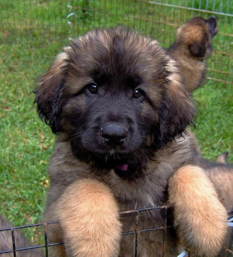 I would love one of these - Leonberger puppy - their a cross between Newfie and St. Bernard Leonberger Puppy, Leonberger Dog, Designer Dog Collars, Rhodesian Ridgeback, Weimaraner, Puppy Pictures, Saint Bernard, Mountain Dogs, Animal Love