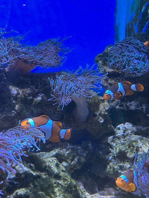 Clown fish swimming in coral in a aquarium Fish Aquarium Snapchat Story, New York Aquarium, Aquarium Trip, Aesthetic Aquarium Photos, Aquarium Photos, Buffalo New York, Clown Fish, Buffalo, Fish